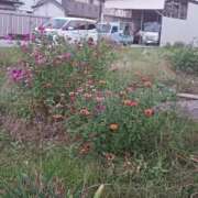 ヒメ日記 2025/10/29 16:14 投稿 寺島 熟女の風俗最終章 横浜本店