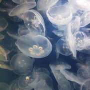 ヒメ日記 2026/02/07 08:00 投稿 百瀬すみれ セレブショップ新宿（東京ハレ系）