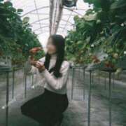 ヒメ日記 2025/03/30 17:02 投稿 すみれ Number Five 品川（シンデレラグループ）