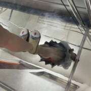 ヒメ日記 2025/04/26 20:15 投稿 城東かなえ 奴隷志願！変態調教飼育クラブ本店