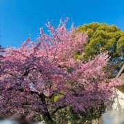 ヒメ日記 2025/03/17 19:15 投稿 かほ 東京上野人妻援護会