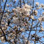 ヒメ日記 2026/04/08 14:01 投稿 シホ ラブコレクション