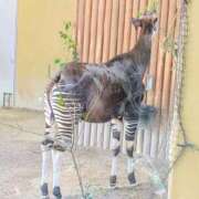 ヒメ日記 2026/03/24 18:25 投稿 みこ 丸妻 厚木店