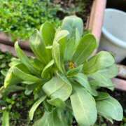 ヒメ日記 2025/03/19 17:32 投稿 如月和子 五十路マダム静岡店（カサブランカG）