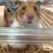 ヒメ日記 2025/10/03 17:11 投稿 ゆか おいらん(池袋)