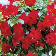 ヒメ日記 2025/08/02 17:10 投稿 ももか アイムシェイク