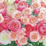 ヒメ日記 2025/08/21 13:33 投稿 ももか アイムシェイク