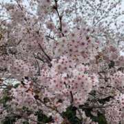 まな 2026.4.8💐 府中ダービー