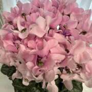 ヒメ日記 2026/01/14 13:53 投稿 のばら 府中ダービー