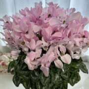 ヒメ日記 2026/01/26 13:57 投稿 のばら 府中ダービー