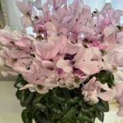 のばら 来ました！ 府中ダービー