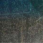 ヒメ日記 2026/03/03 23:13 投稿 はつね 府中ダービー