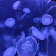 ヒメ日記 2025/11/02 14:02 投稿 いろは 水戸角海老