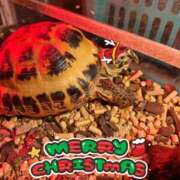 ヒメ日記 2025/12/15 17:51 投稿 いろは 水戸角海老