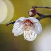 ヒメ日記 2026/03/12 09:31 投稿 こころ 水戸角海老