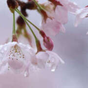 ヒメ日記 2026/04/04 09:24 投稿 こころ 水戸角海老