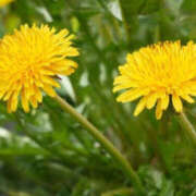 ヒメ日記 2026/04/16 09:43 投稿 こころ 水戸角海老