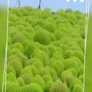 ヒメ日記 2025/09/04 09:51 投稿 かおり 水戸角海老