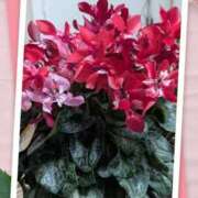 ヒメ日記 2025/12/30 19:02 投稿 かおり 水戸角海老