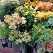 林檎 NoTitle 水戸角海老