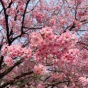 ヒメ日記 2025/04/01 21:25 投稿 めるも 新宿ハンドメイド