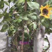 ヒメ日記 2026/01/12 00:00 投稿 ゆみ スケベ痴女くらぶDOGU