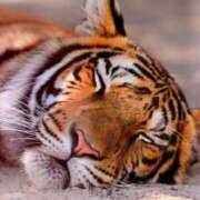 ヒメ日記 2025/11/13 21:56 投稿 まち 横浜人妻ヒットパレード（シンデレラグループ）