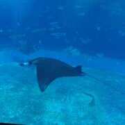 ヒメ日記 2025/03/04 12:35 投稿 かよ 人妻マル秘伝説