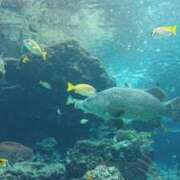 ヒメ日記 2025/03/06 12:53 投稿 かよ 人妻マル秘伝説