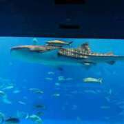 ヒメ日記 2025/03/20 12:56 投稿 かよ 人妻マル秘伝説