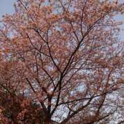 ヒメ日記 2025/03/26 14:44 投稿 かよ 人妻マル秘伝説