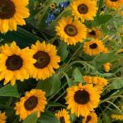 ヒメ日記 2025/08/23 21:14 投稿 めい ちゃんこ東大阪 布施・長田店