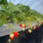 ヒメ日記 2026/01/08 01:41 投稿 みこ エデン