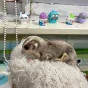 ヒメ日記 2026/02/24 16:41 投稿 みこ エデン