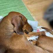 ヒメ日記 2026/03/14 17:04 投稿 みこ エデン