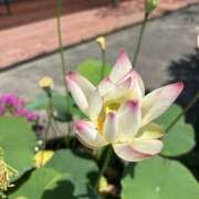 ヒメ日記 2025/08/03 11:03 投稿 北乃(きたの) 人妻最後の砦 水戸店