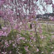 ヒメ日記 2025/04/11 16:22 投稿 神楽(かぐら) 人妻最後の砦 水戸店