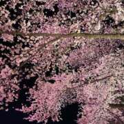 ヒメ日記 2026/04/05 01:18 投稿 イブ ラズベリー(エステ)