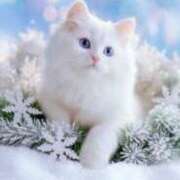 ヒメ日記 2025/12/29 15:54 投稿 鶴野和恵 五十路マダム愛されたい熟女たち 福山店(カサブランカグループ)