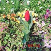 ヒメ日記 2025/03/20 08:24 投稿 桜井はる 五十路マダム 博多店