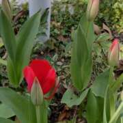 ヒメ日記 2025/03/26 13:57 投稿 桜井はる 五十路マダム 博多店