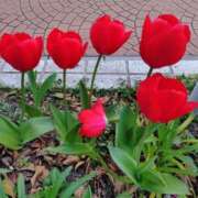 ヒメ日記 2025/04/03 11:47 投稿 桜井はる 五十路マダム 博多店