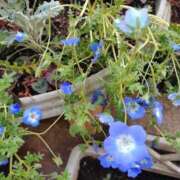 ヒメ日記 2025/04/03 17:37 投稿 桜井はる 五十路マダム 博多店