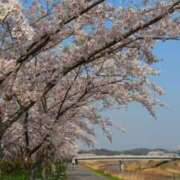 ヒメ日記 2025/04/08 05:47 投稿 桜井はる 五十路マダム 博多店