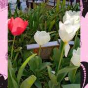 ヒメ日記 2025/04/09 07:47 投稿 桜井はる 五十路マダム 博多店