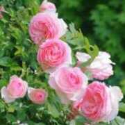 ヒメ日記 2025/04/27 09:07 投稿 桜井はる 五十路マダム 博多店