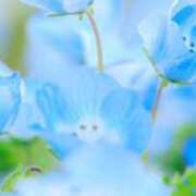 ヒメ日記 2025/04/30 06:17 投稿 桜井はる 五十路マダム 博多店