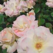 ヒメ日記 2025/05/04 08:14 投稿 桜井はる 五十路マダム 博多店