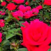 ヒメ日記 2025/05/10 11:27 投稿 桜井はる 五十路マダム 博多店