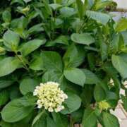 ヒメ日記 2025/05/23 14:17 投稿 桜井はる 五十路マダム 博多店